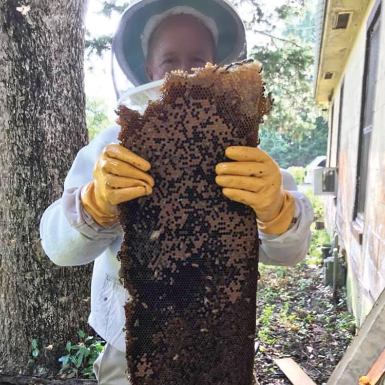 Bee removal expert Dale Richter relocates problem honeybees