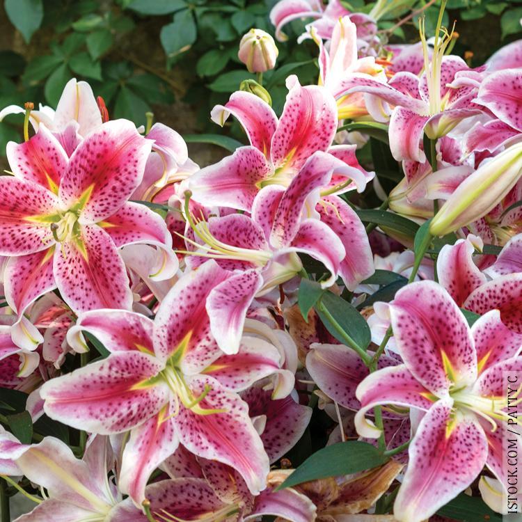 Oriental lily 'Stargazer'