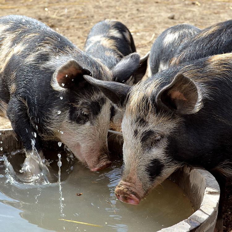 three hogs around a water hole