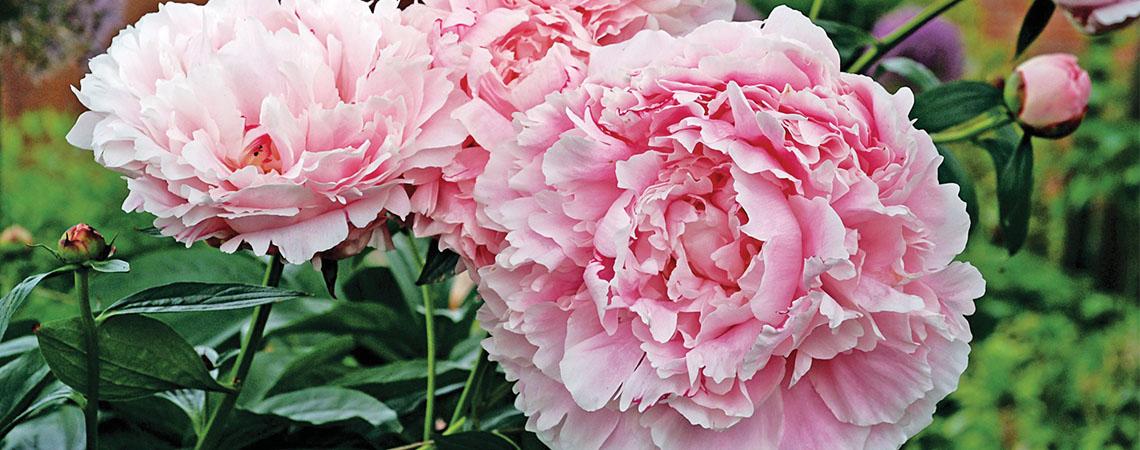 two pink peony flowers