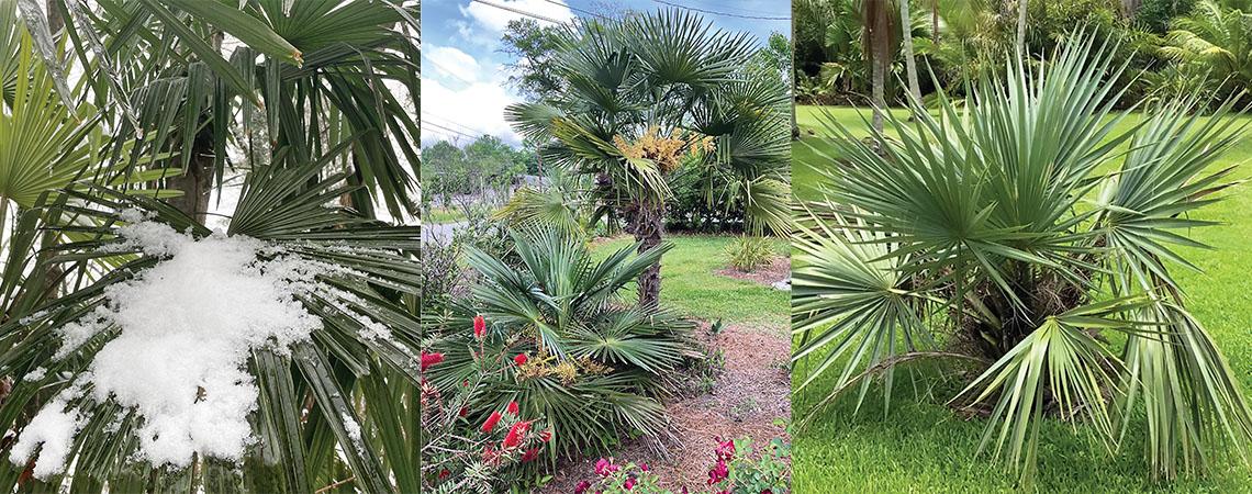 three photos of palm plants