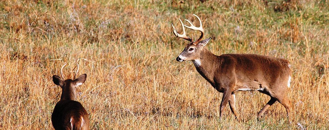 deer in a field
