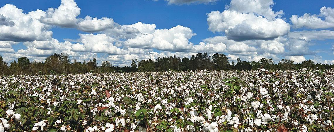 cotton field